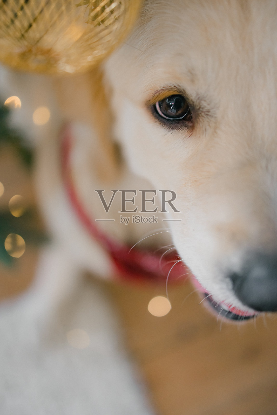 一只金毛猎犬在乡村别墅里过圣诞节，背景是一棵圣诞树，上面挂满了玩具和彩灯照片摄影图片