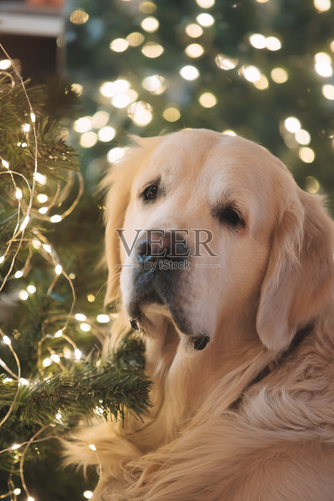金毛猎犬在家里过圣诞节，有一棵圣诞树照片摄影图片