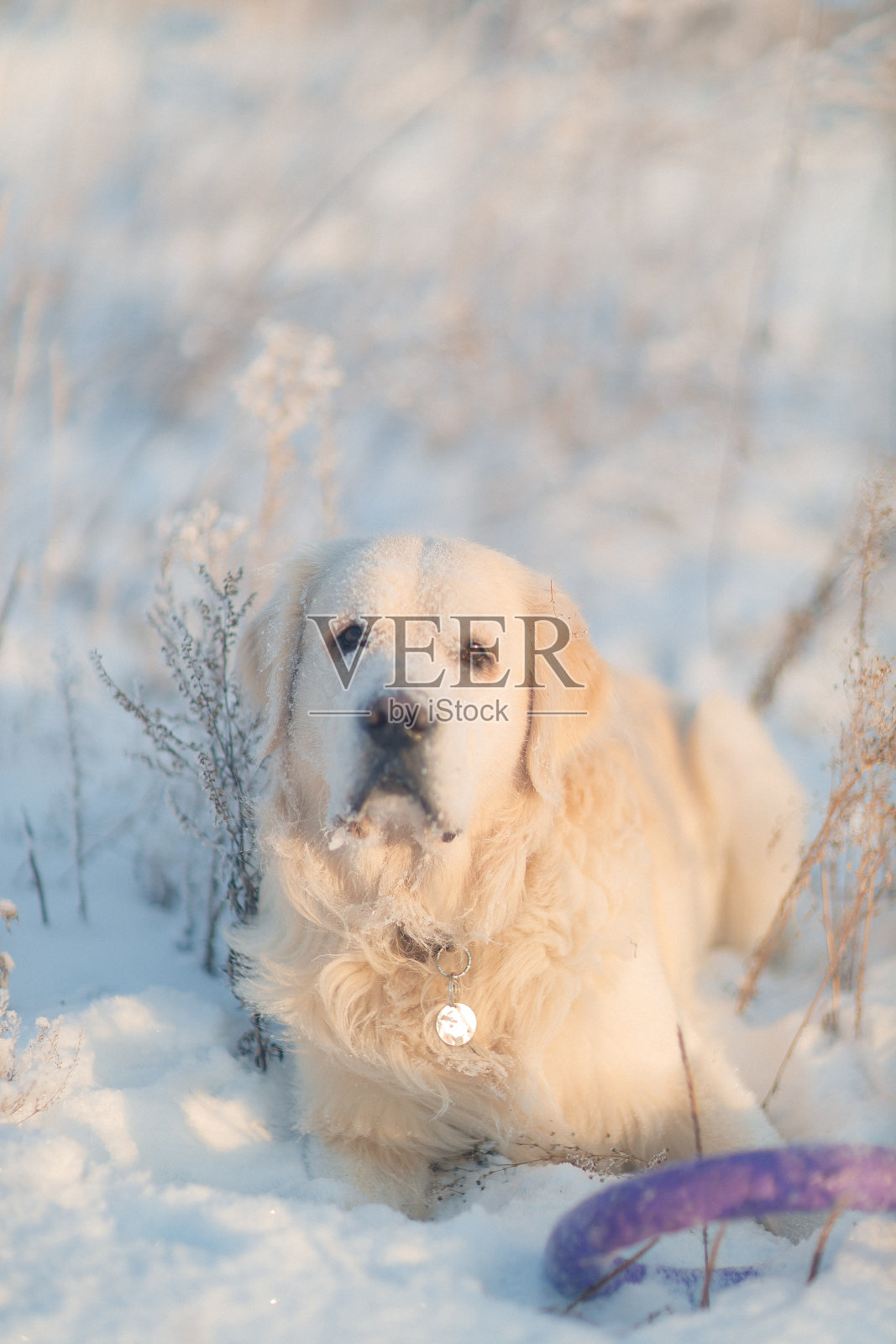 金毛猎犬在冬天的森林里散步照片摄影图片