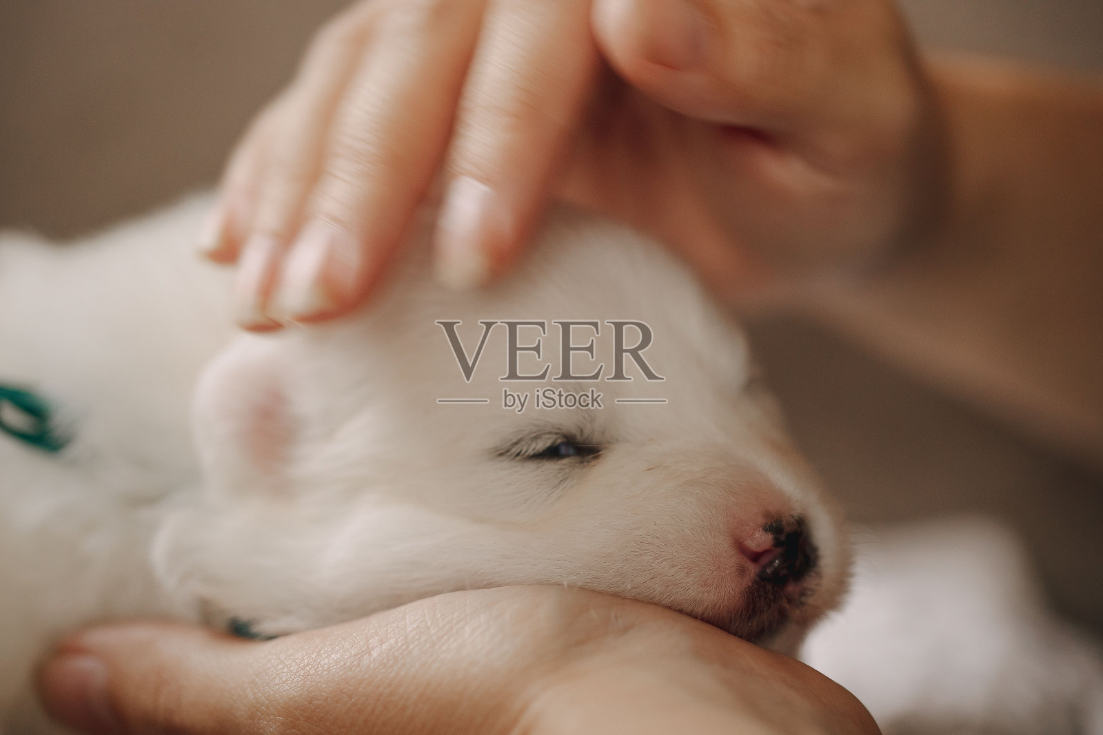 可爱又有趣的萨摩耶小狗从瓶子里喝牛奶，在家里柔软的沙发上睡觉照片摄影图片