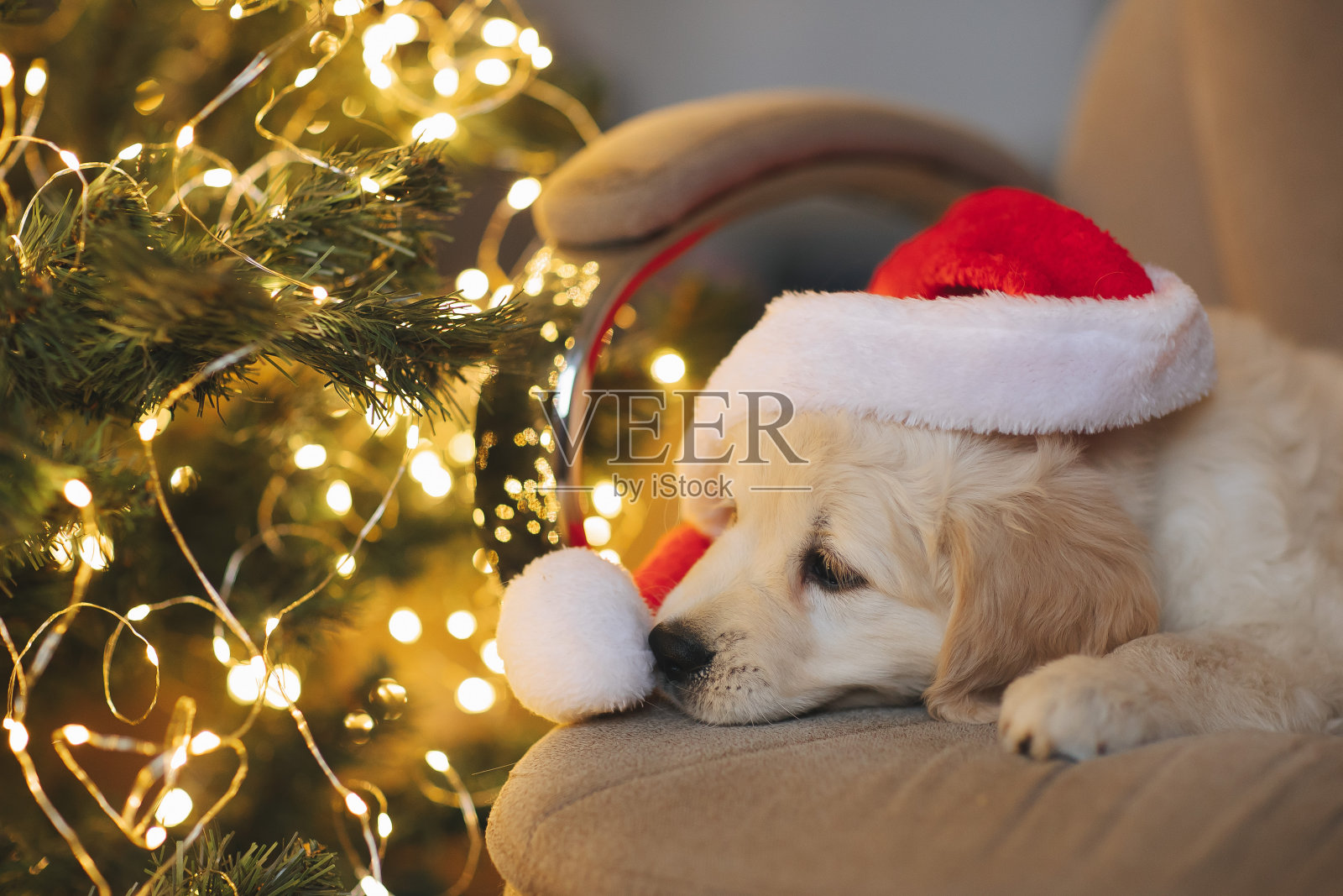 金毛猎犬小狗新年和圣诞节戴圣诞老人的帽子照片摄影图片