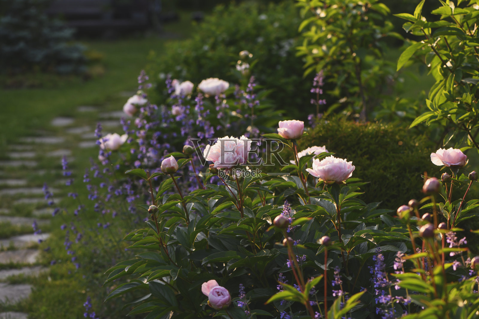 夏季多年生花——薄荷和牡丹一起开放。美丽的植物组合为平房花园照片摄影图片