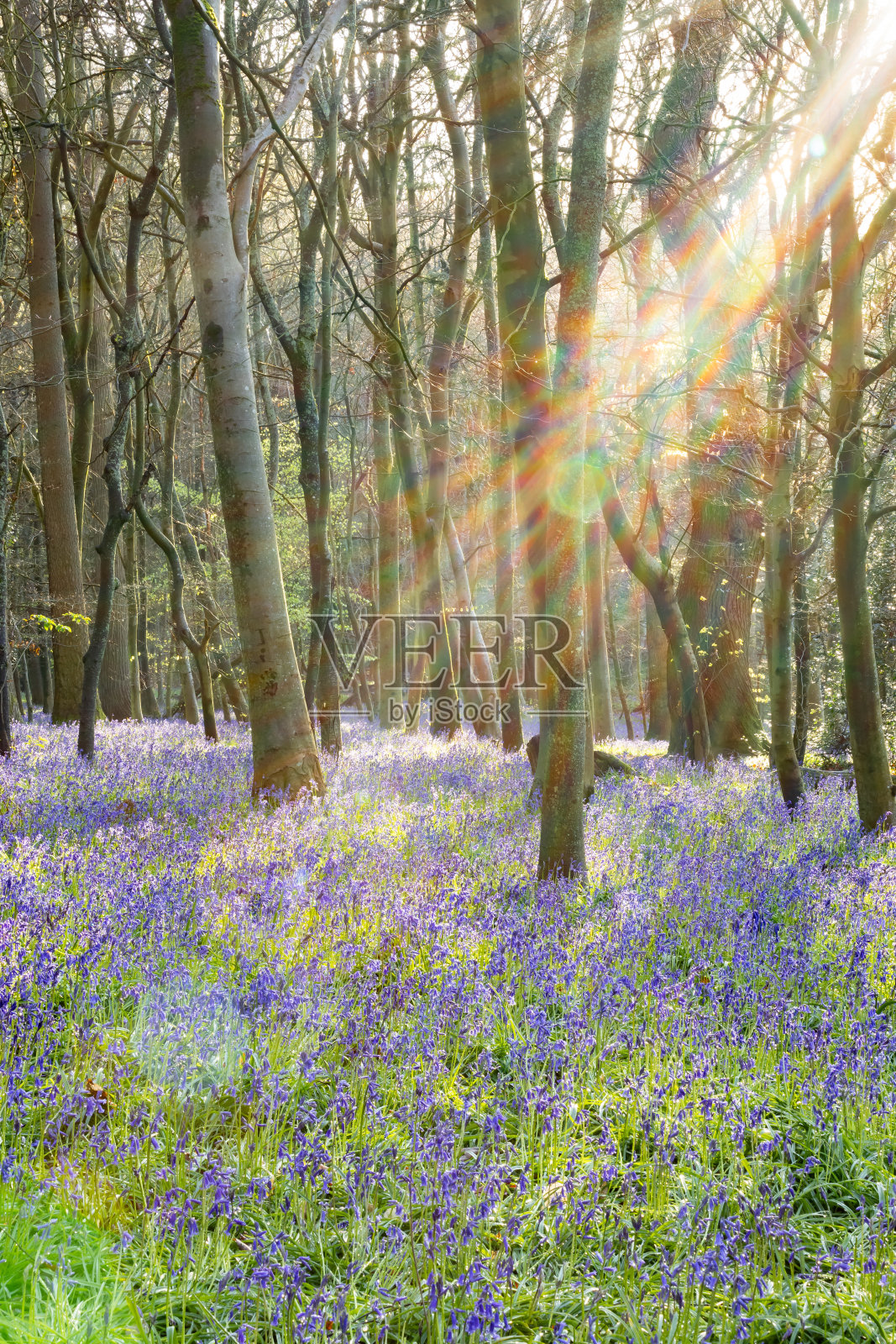 英格兰萨里郡Chantry Wood的日出照片摄影图片