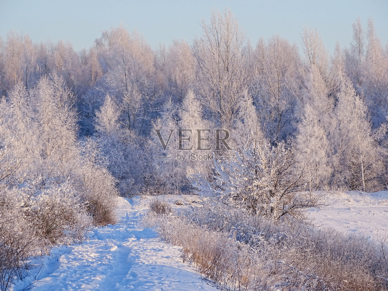 雾蒙蒙的早晨，河上的树木在下雪后结霜照片摄影图片