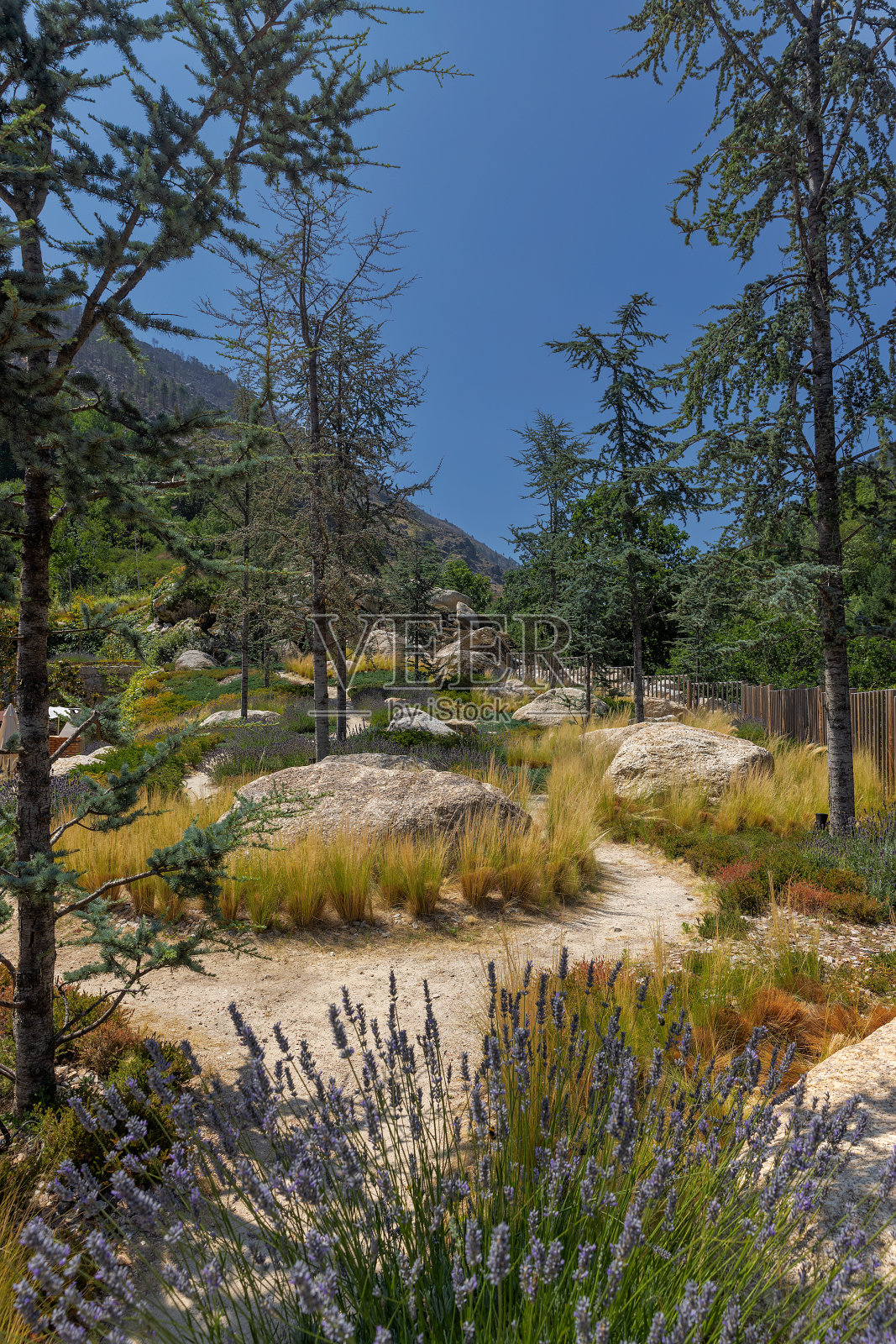 山上的岩石和松树。照片摄影图片