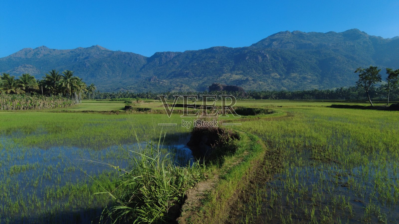 泰米尔纳德邦的Villukuri水田和西部高止山脉照片摄影图片