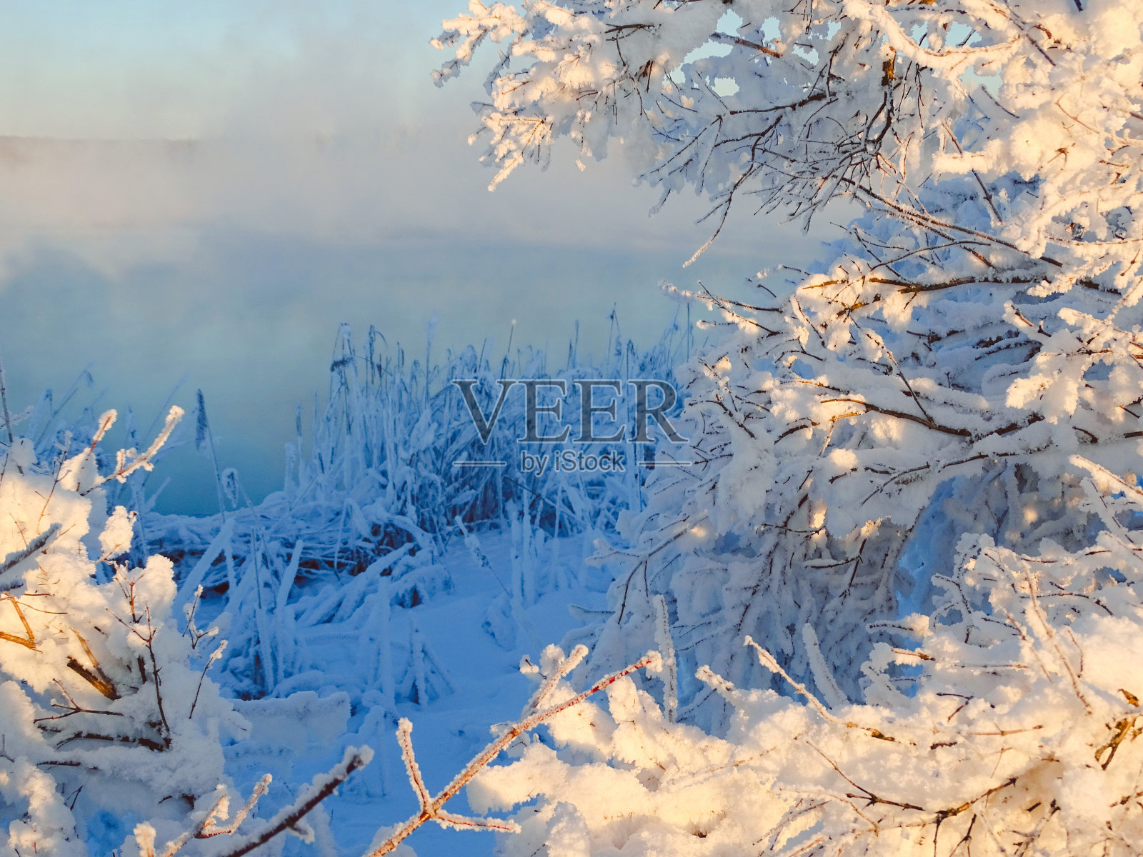 雾蒙蒙的早晨，河上的树木在下雪后结霜照片摄影图片