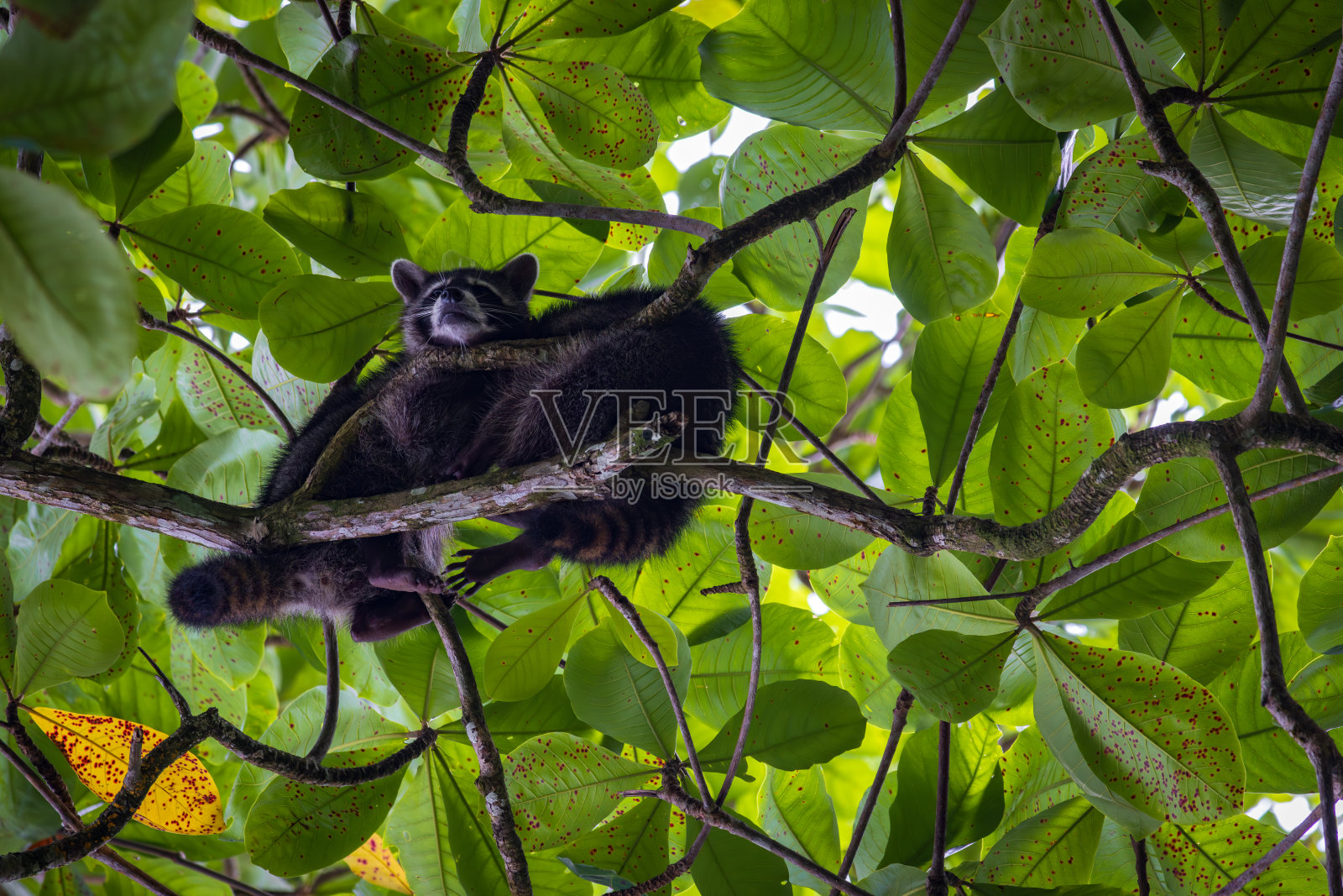 哥斯达黎加卡惠塔国家公园里可爱的浣熊(Procyon lotor)照片摄影图片