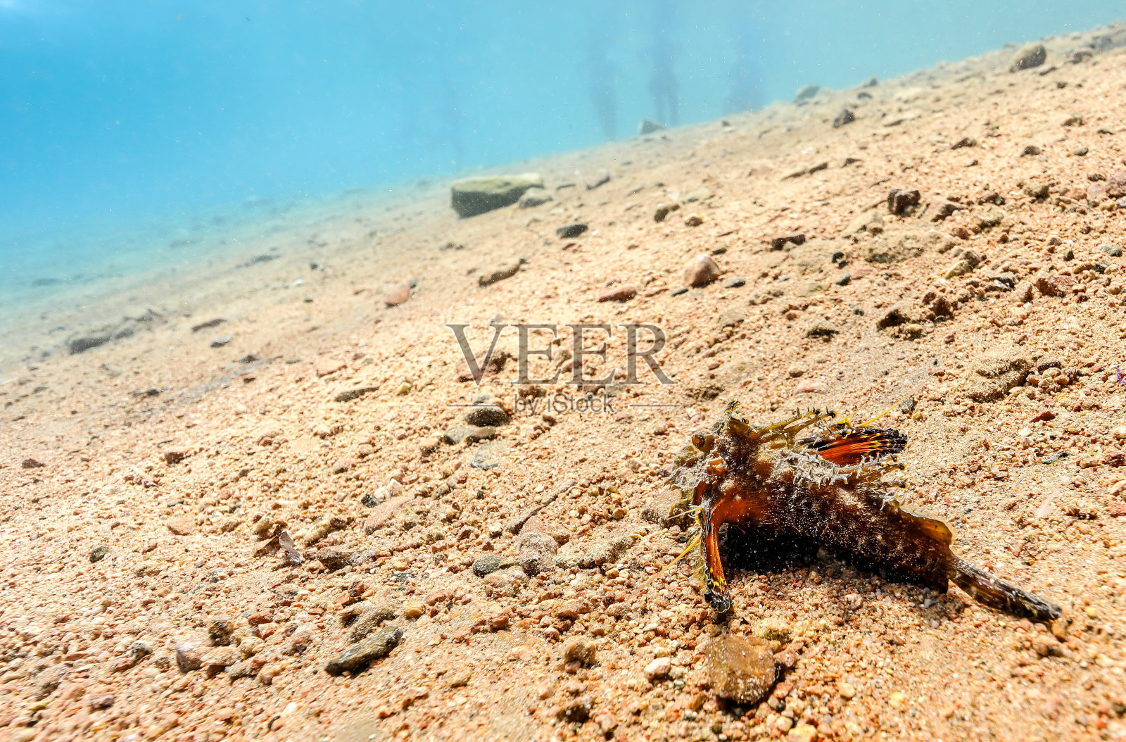 水下珊瑚和海洋生物摄影照片摄影图片