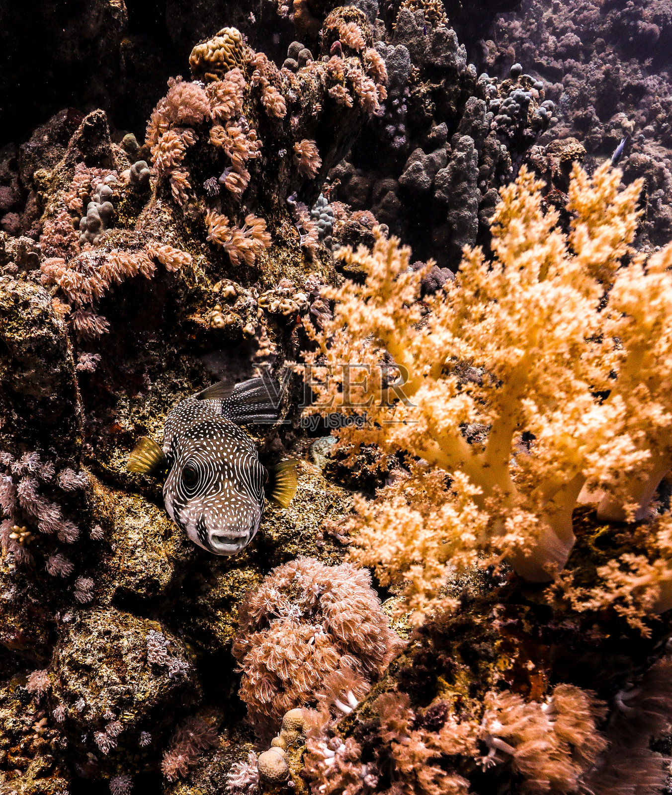 水下珊瑚和海洋生物摄影照片摄影图片