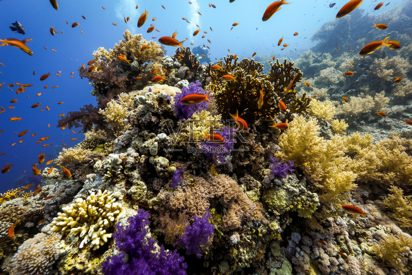 水下珊瑚和海洋生物摄影照片摄影图片