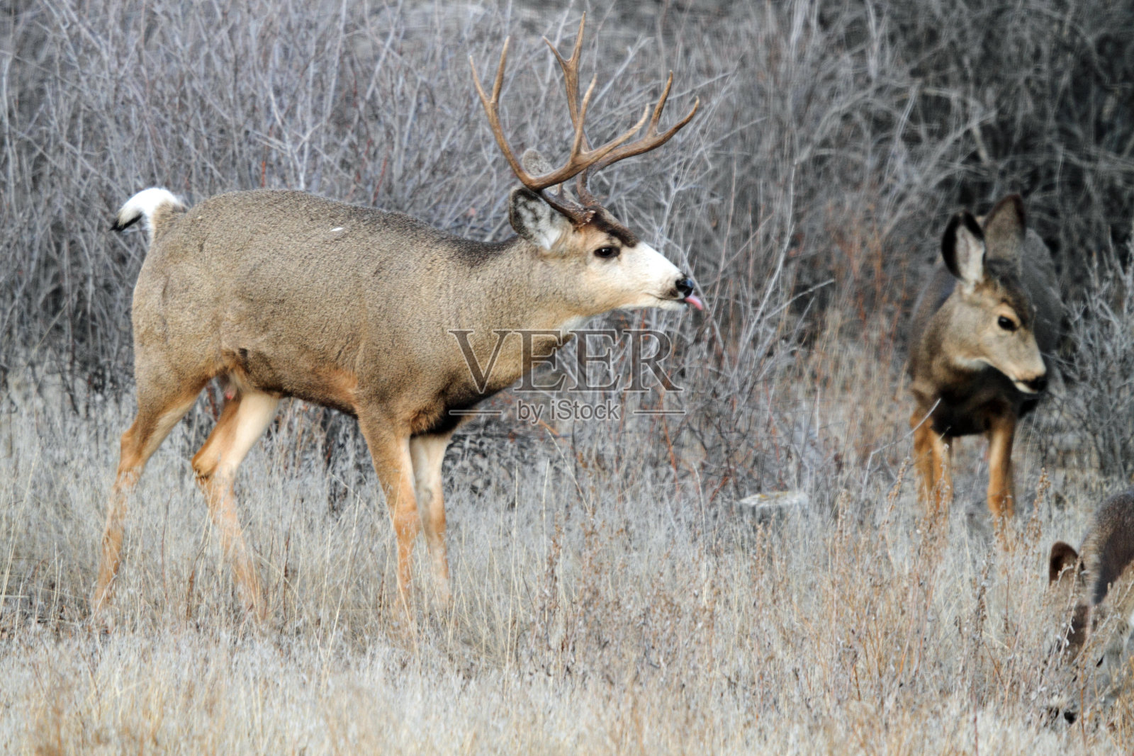 黑尾鹿照片摄影图片