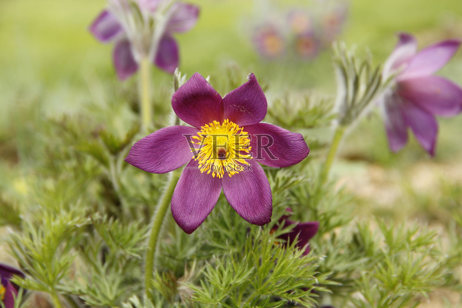 白头翁pratensis照片摄影图片