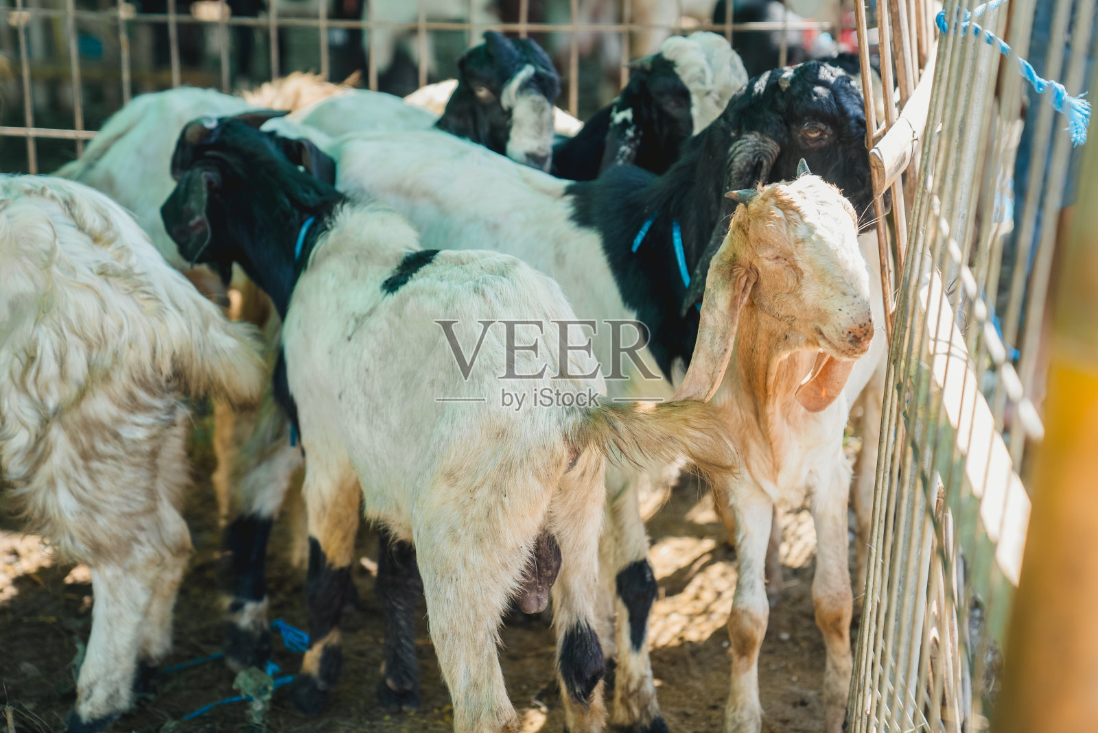 农场里的山羊照片摄影图片