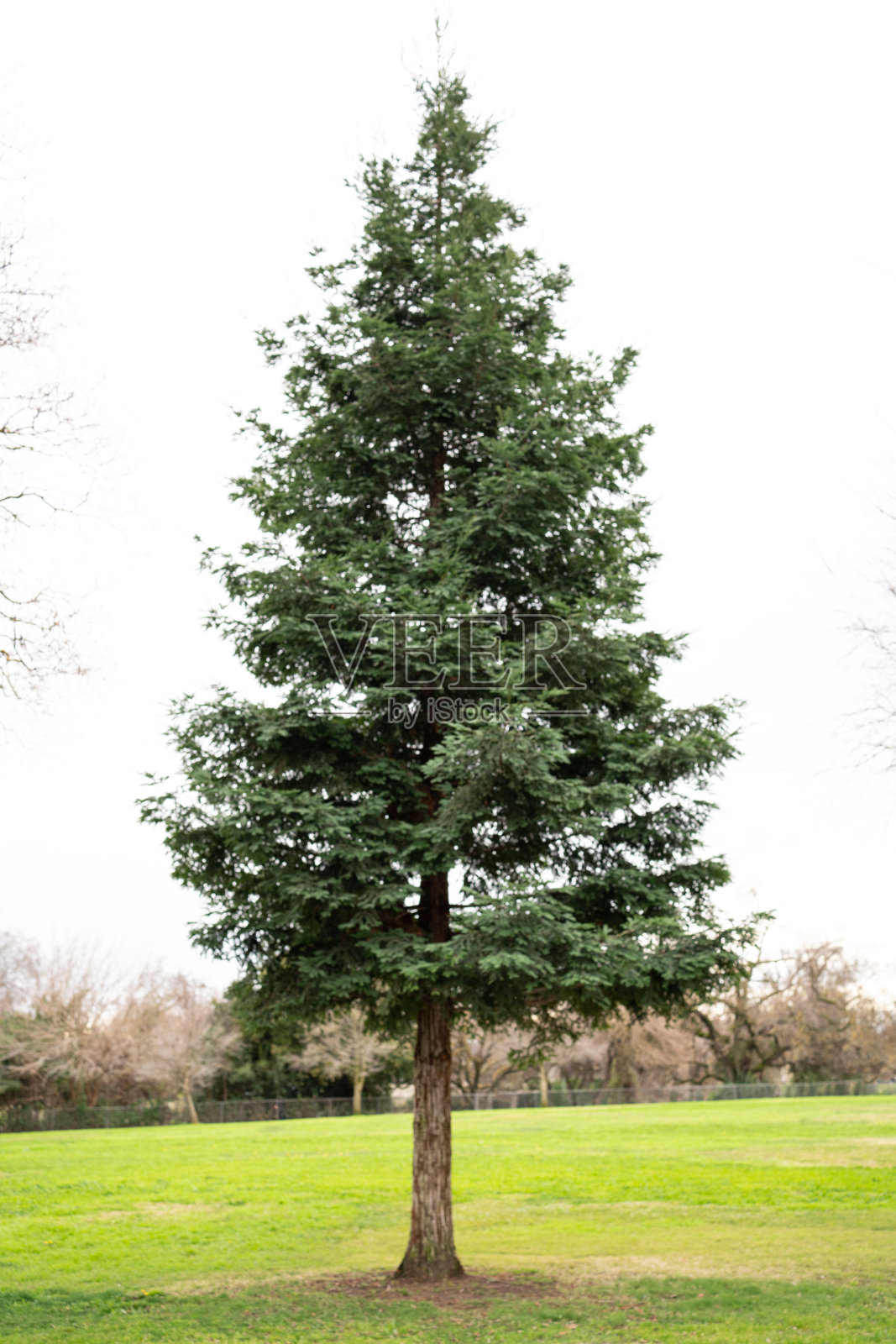 木树照片摄影图片