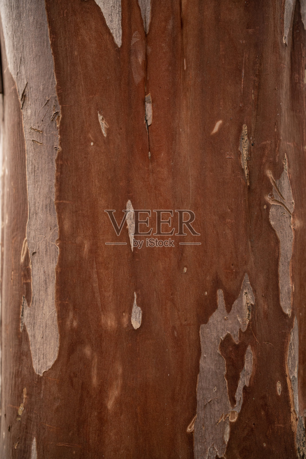 木树照片摄影图片