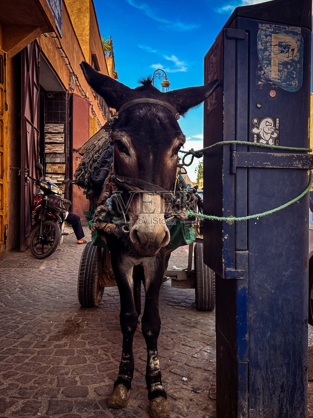 驴照片摄影图片