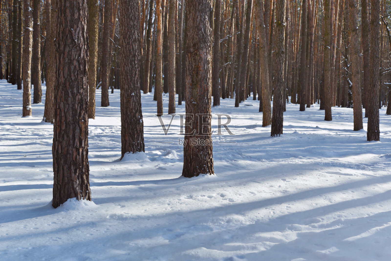 松林的冬天照片摄影图片