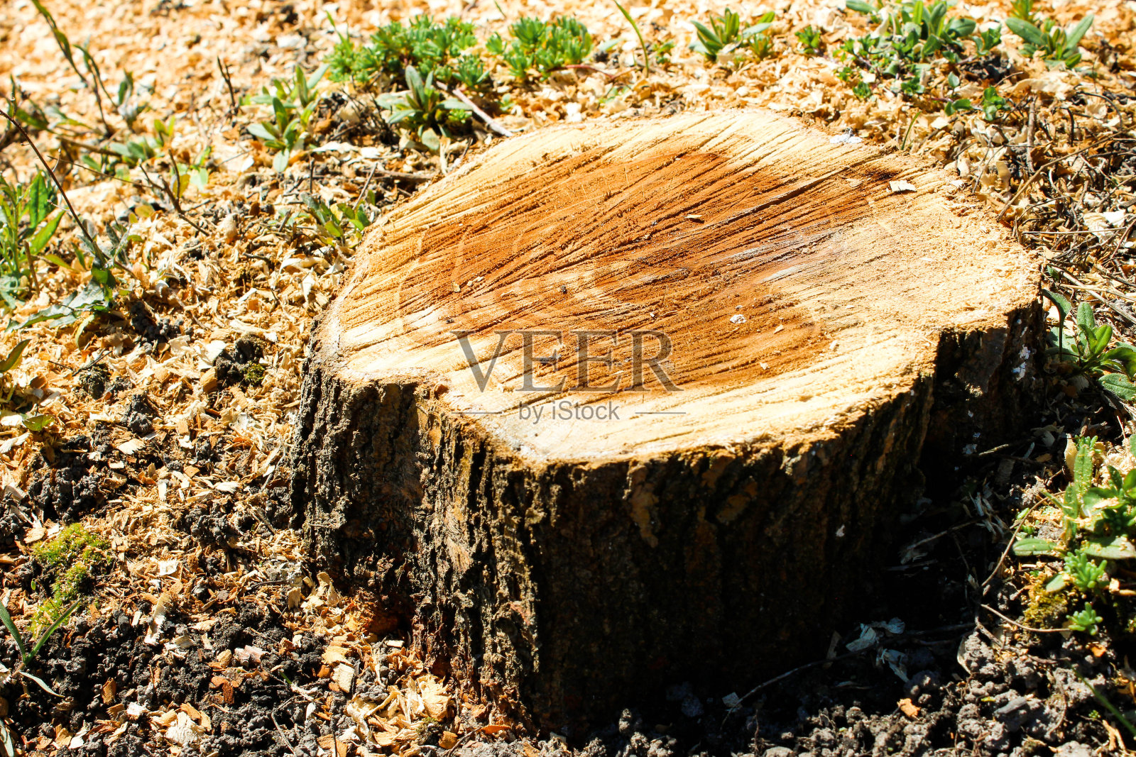 砍下来的树干。木材切割上的木材纹理森林里的树桩照片摄影图片