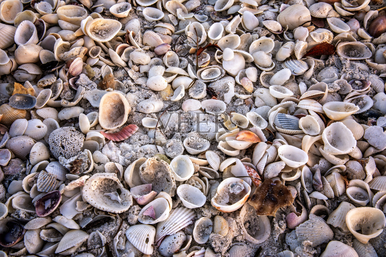 佛罗里达海滩上各种贝壳的全画幅照片照片摄影图片