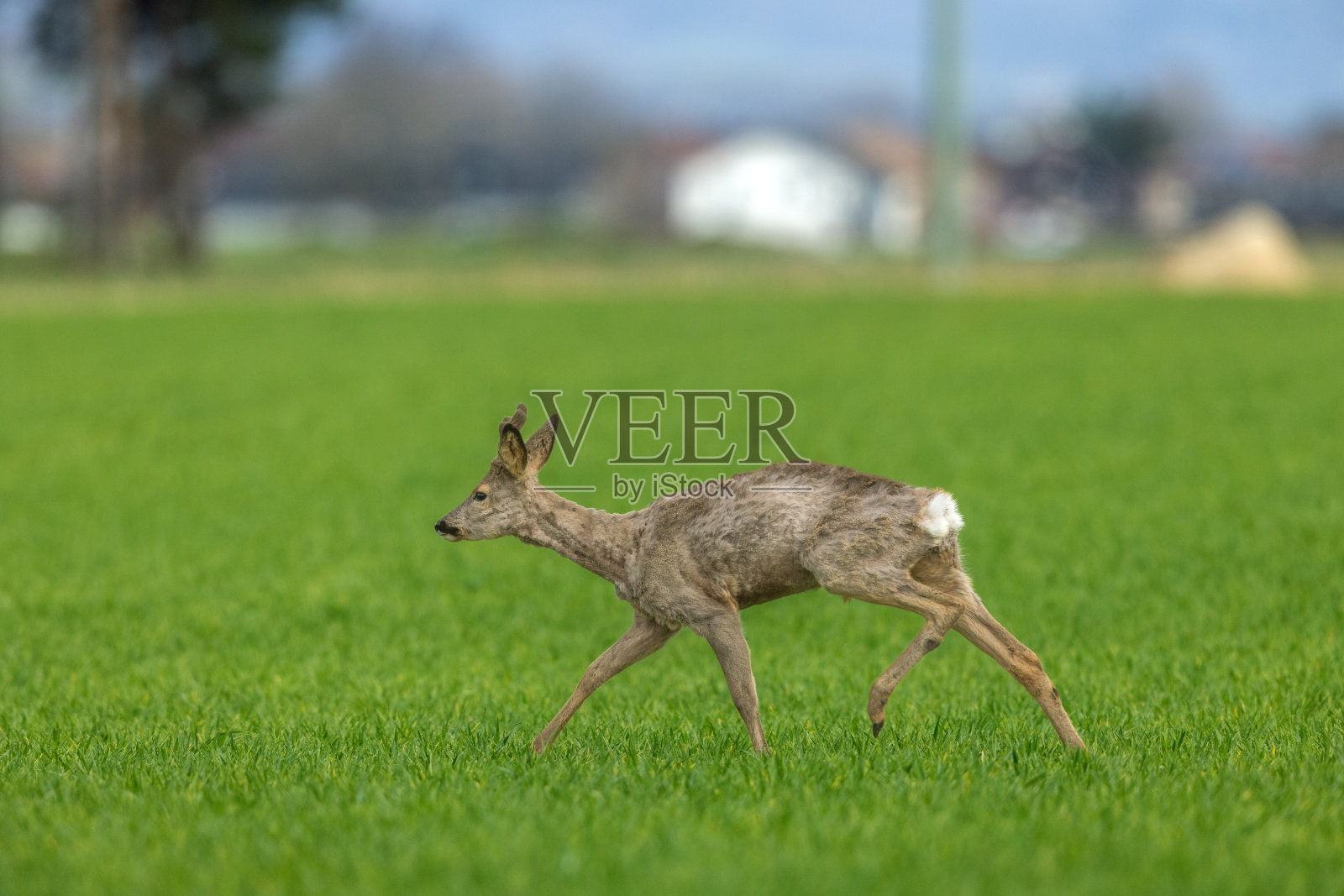 美丽的雄鹿(Capreolus Capreolus)照片摄影图片