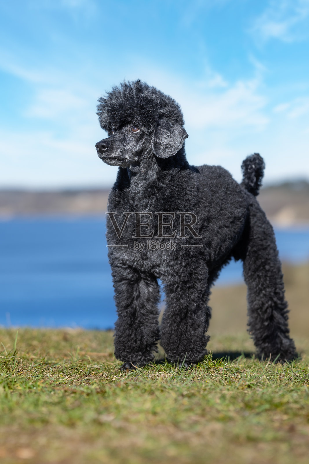 漂亮的狗照片摄影图片