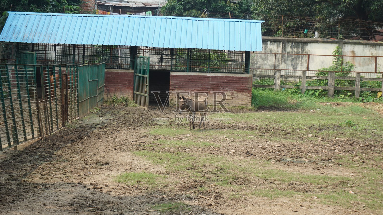 驴照片摄影图片
