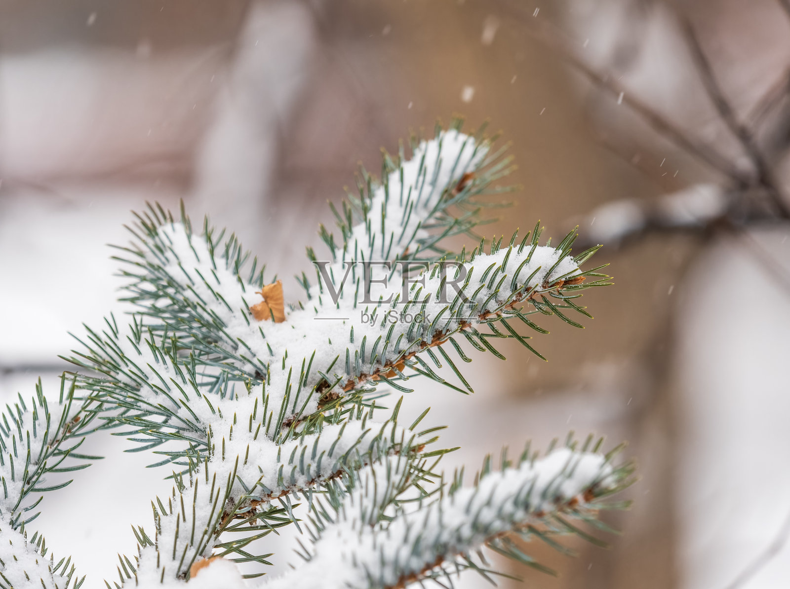 绿色的冷杉树枝在冬天覆盖着雪照片摄影图片