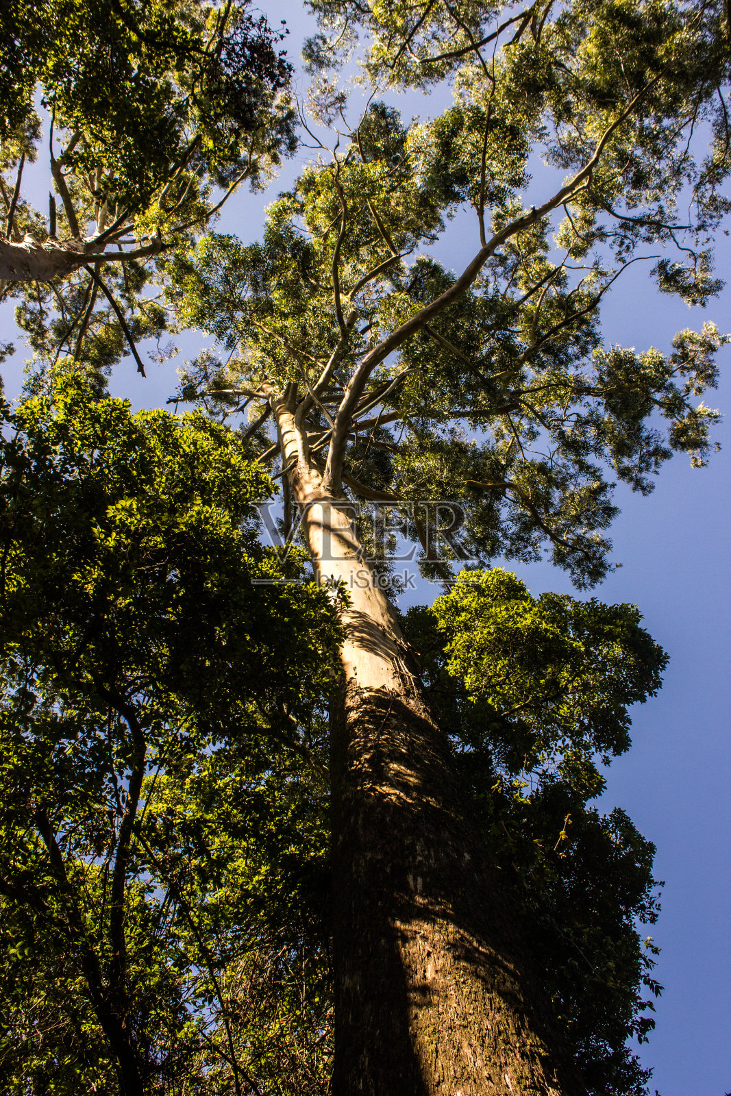 在Magoebaskloof的一个古老的树林里，仰望着一棵高大的桉树，延伸到明亮的蓝天。照片摄影图片