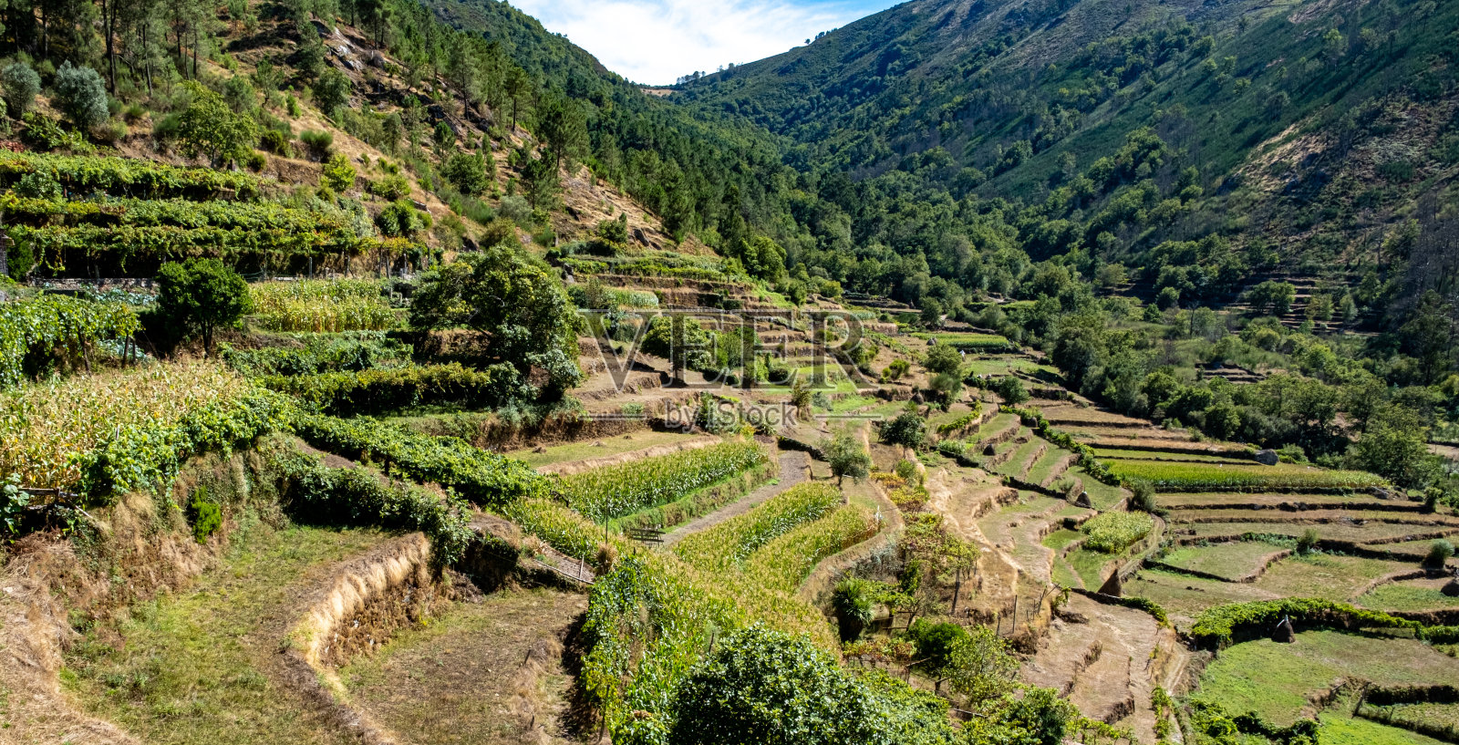 葡萄园在山上，藤蔓交错照片摄影图片