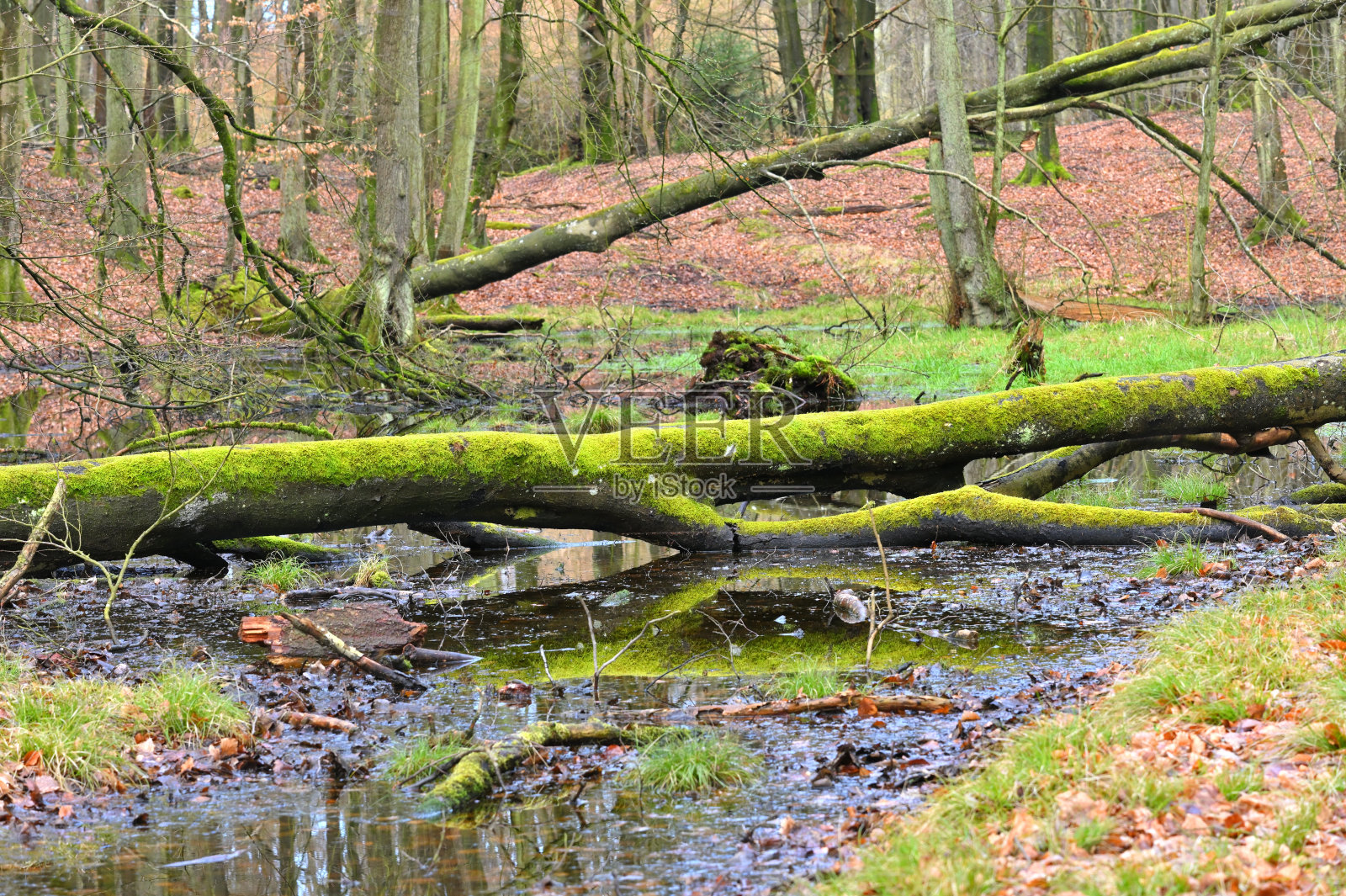 贾斯蒙德国家公园原始森林照片摄影图片