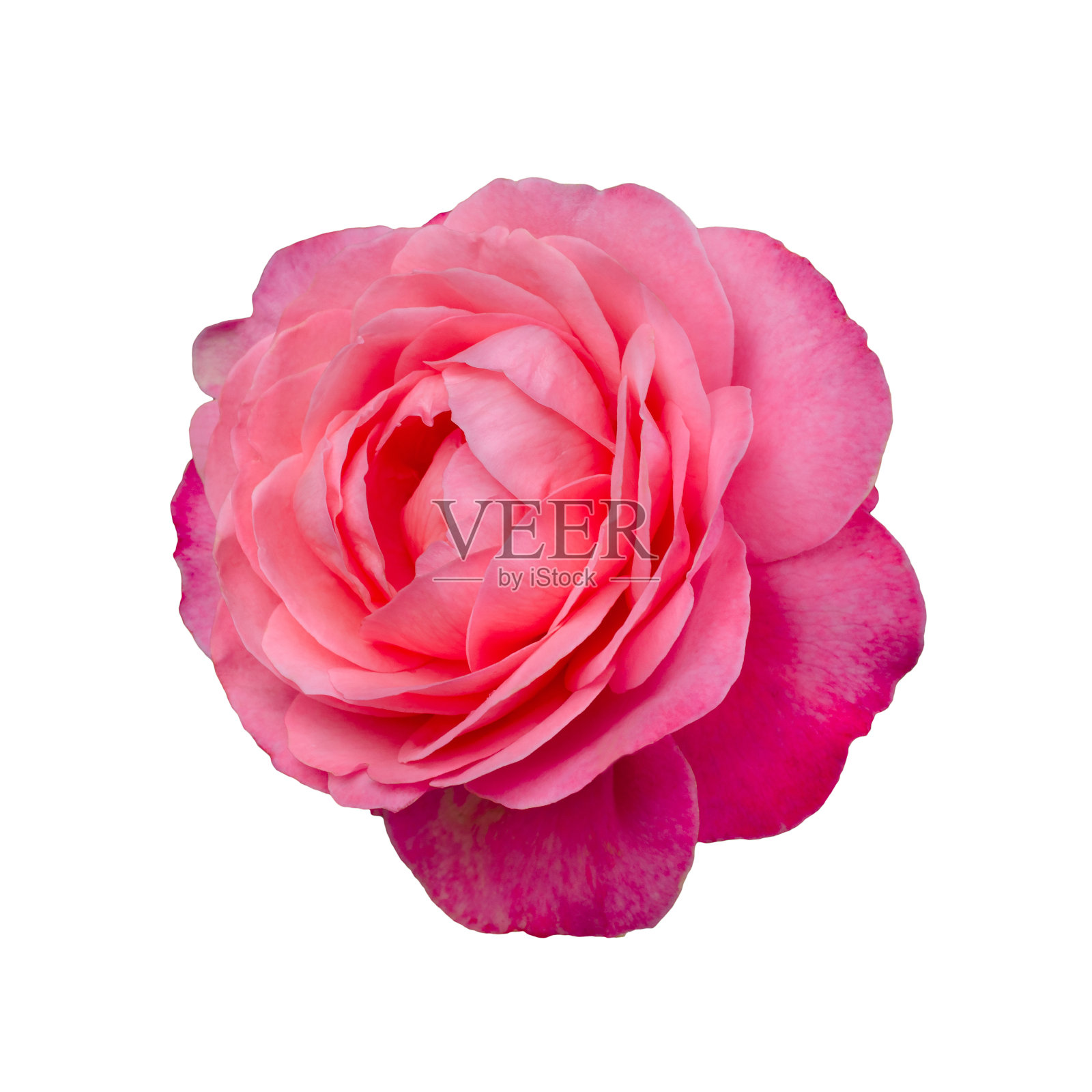 新鲜美丽的粉红色玫瑰孤立在白色的背景照片摄影图片