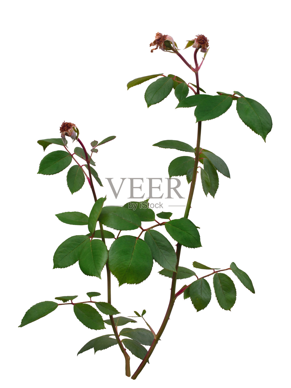 白色背景上孤立的绿玫瑰叶子照片摄影图片