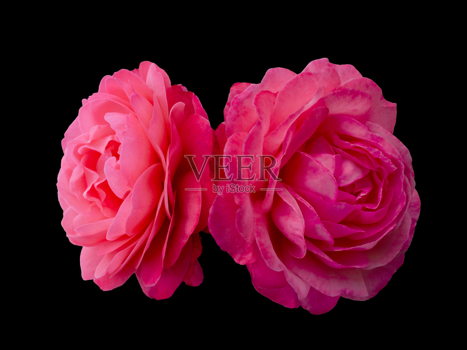 黑色背景上的两朵亮粉色玫瑰照片摄影图片