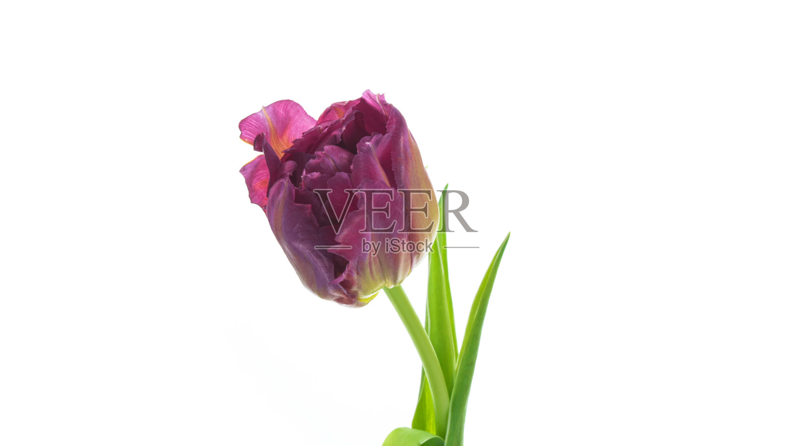 美丽的大彩色郁金香盛开在白色的背景近距离。4 k照片摄影图片