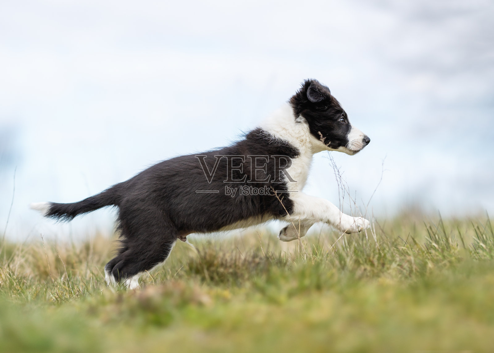 漂亮的狗照片摄影图片