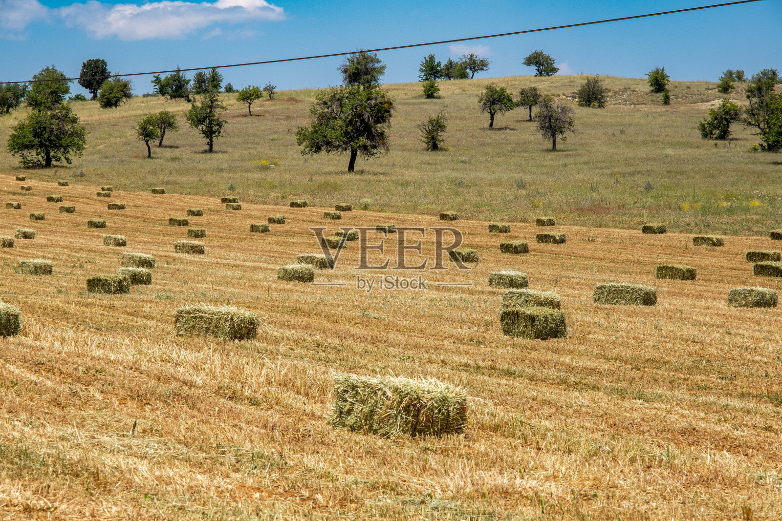 在农村收割干草，许多干草在田野里捆成一捆照片摄影图片