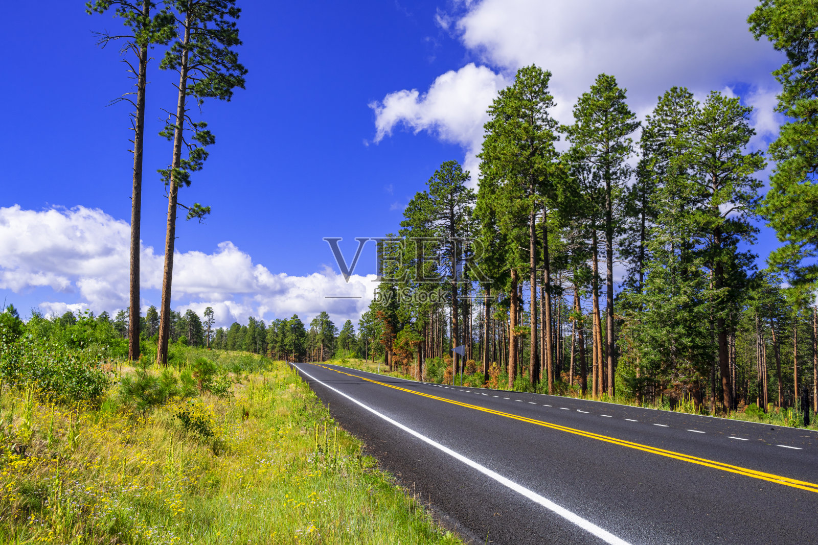 公路穿过凯巴布国家森林到达大峡谷北缘照片摄影图片
