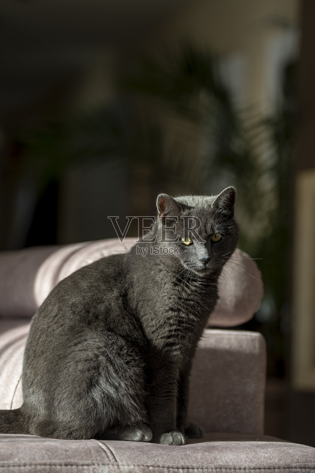 英国或俄罗斯蓝色短毛灰猫的迷人图片。这只猫黄色的眼睛和灰色的皮毛形成了鲜明的对比。照片摄影图片