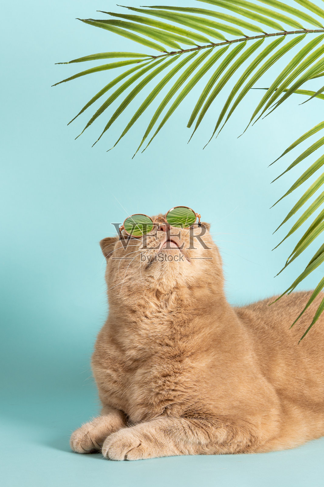 惊讶的猫戴着太阳镜在蓝色背景下的棕榈叶看自由复制空间。夏季特卖，广告，折扣，特惠，促销理念。创意时尚海报。照片摄影图片