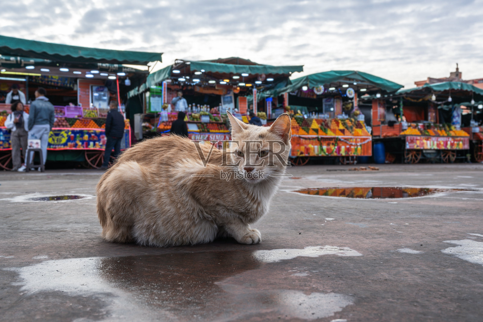 马拉喀什麦地那区Jemaa el Fna摩洛哥市场广场上的一只猫照片摄影图片