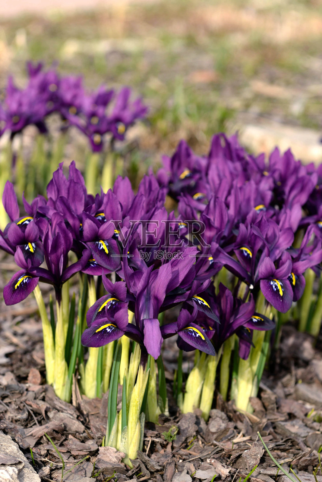 鸢尾花春天在花坛里盛开。紫色，春暖花开，园艺，茂盛盛开。照片摄影图片