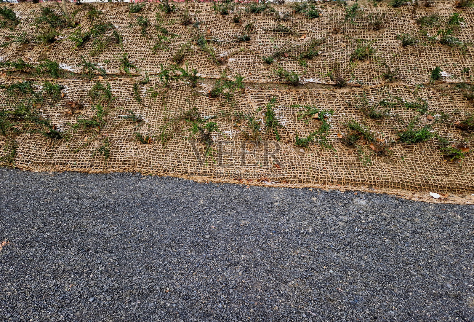 确保斜坡不受基材和土壤的雨水侵蚀。仓库、道路周围、公路或铁路、轨道、稳定、高速公路路堑内常绿低矮匍匐灌木的种植照片摄影图片