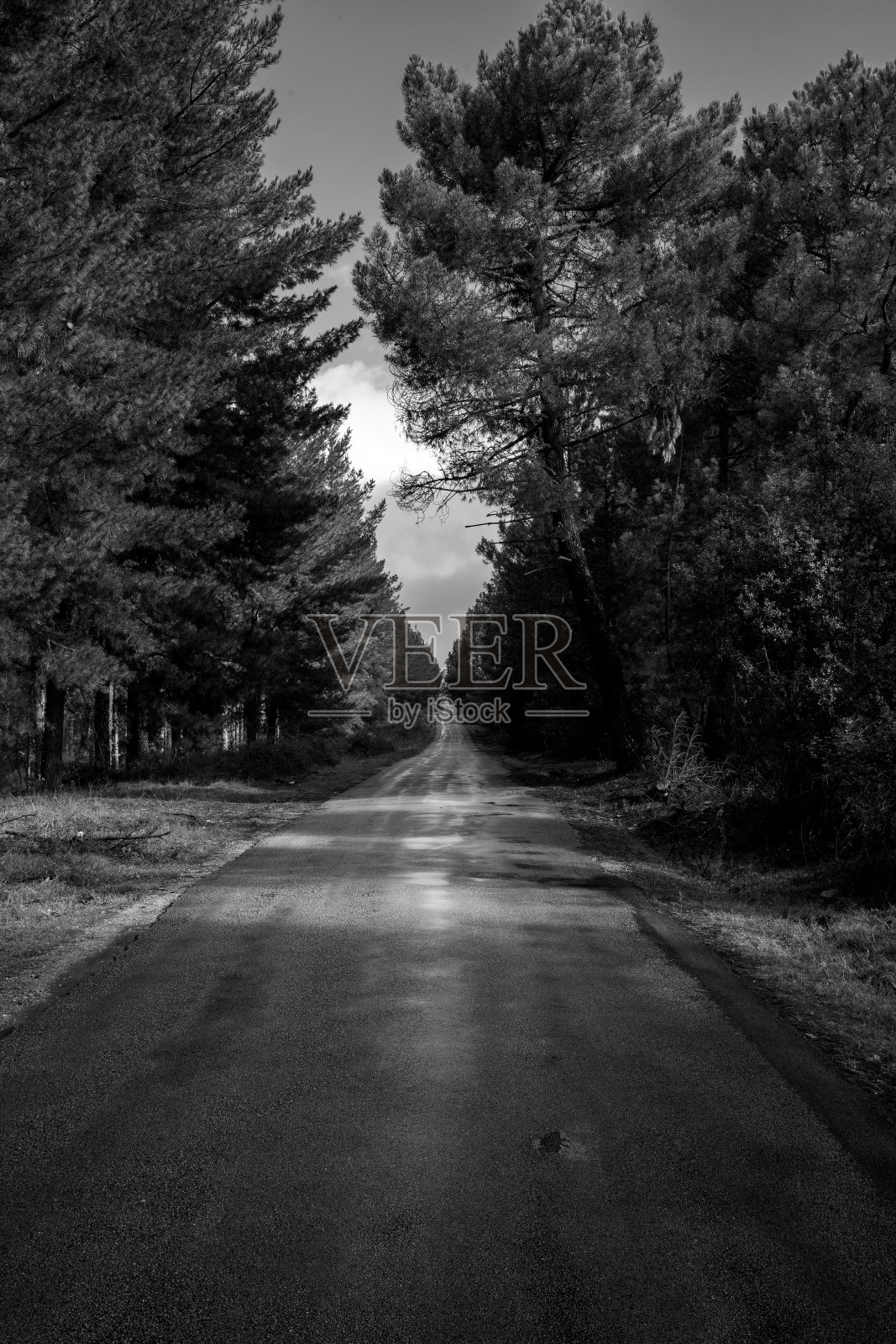 有树的山路照片摄影图片