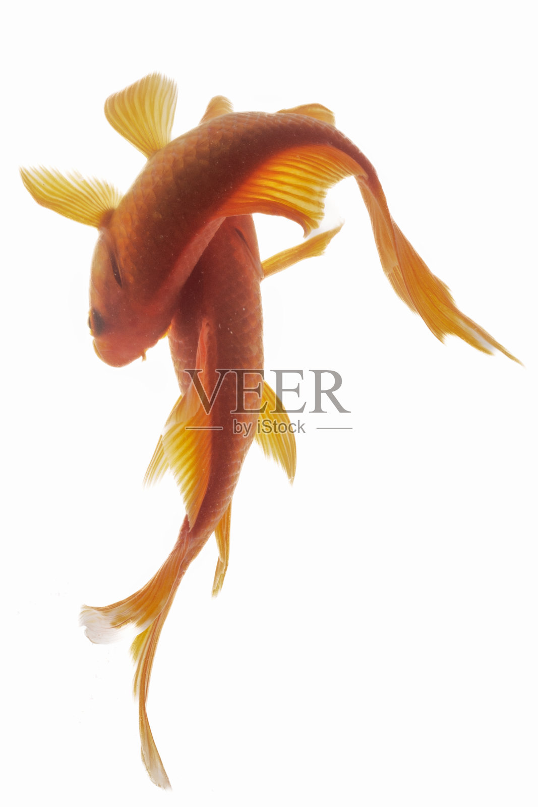 在白色背景上孤立的锦鲤。照片摄影图片