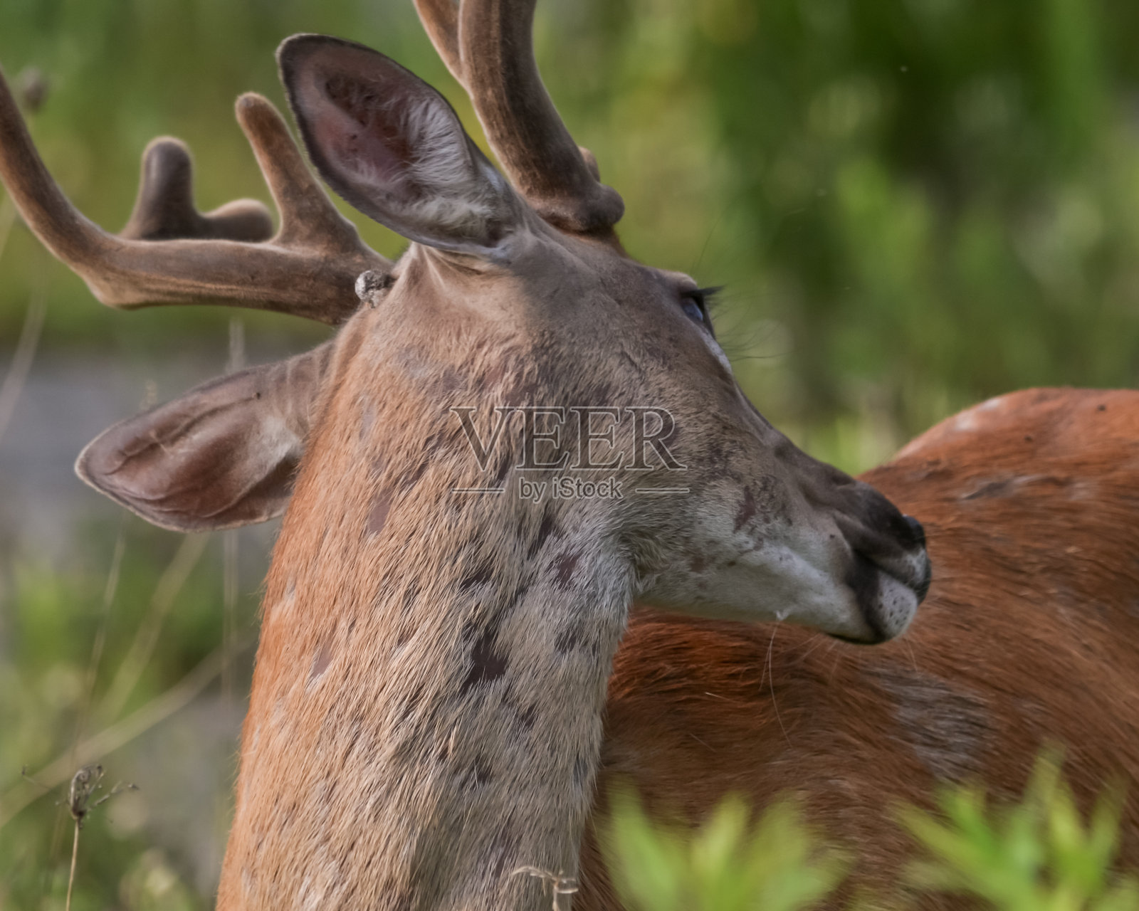 鹿照片摄影图片