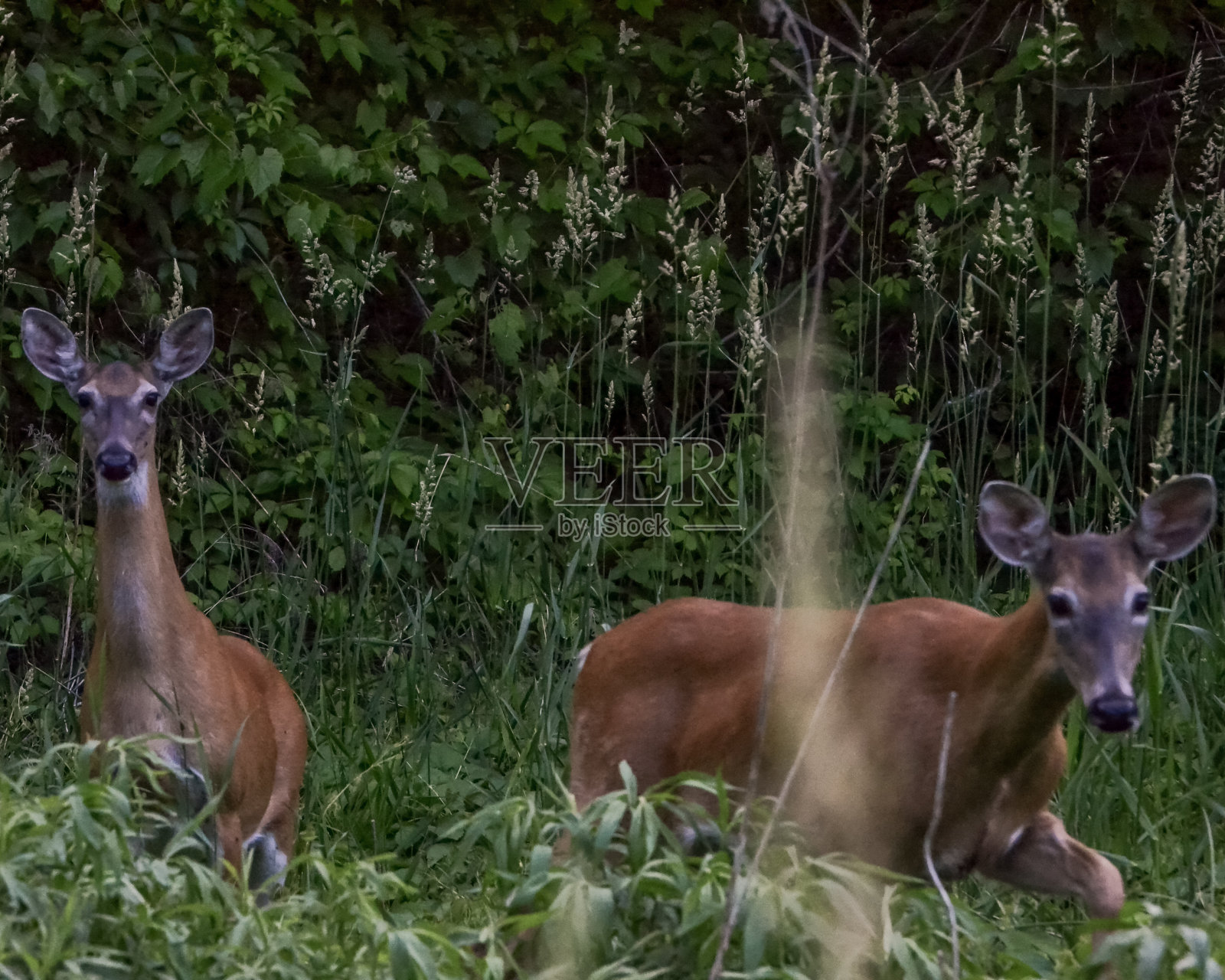 鹿照片摄影图片