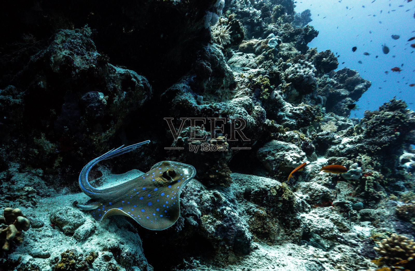 水下珊瑚和海洋生物摄影照片摄影图片