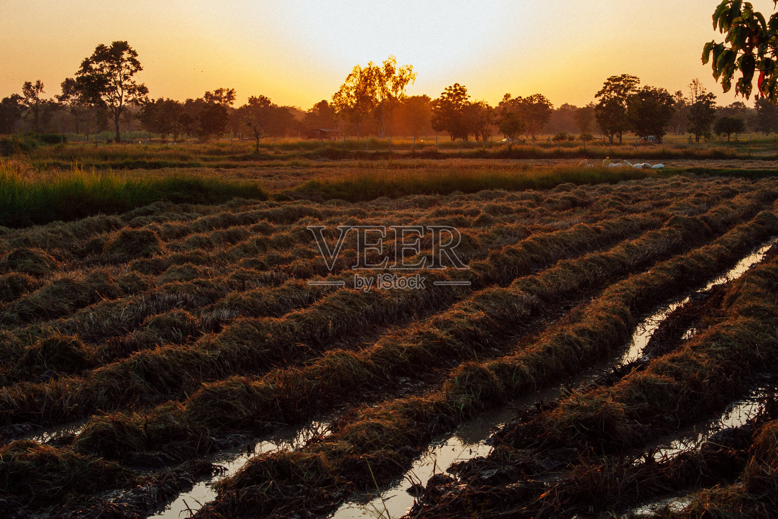 农业景观照片摄影图片