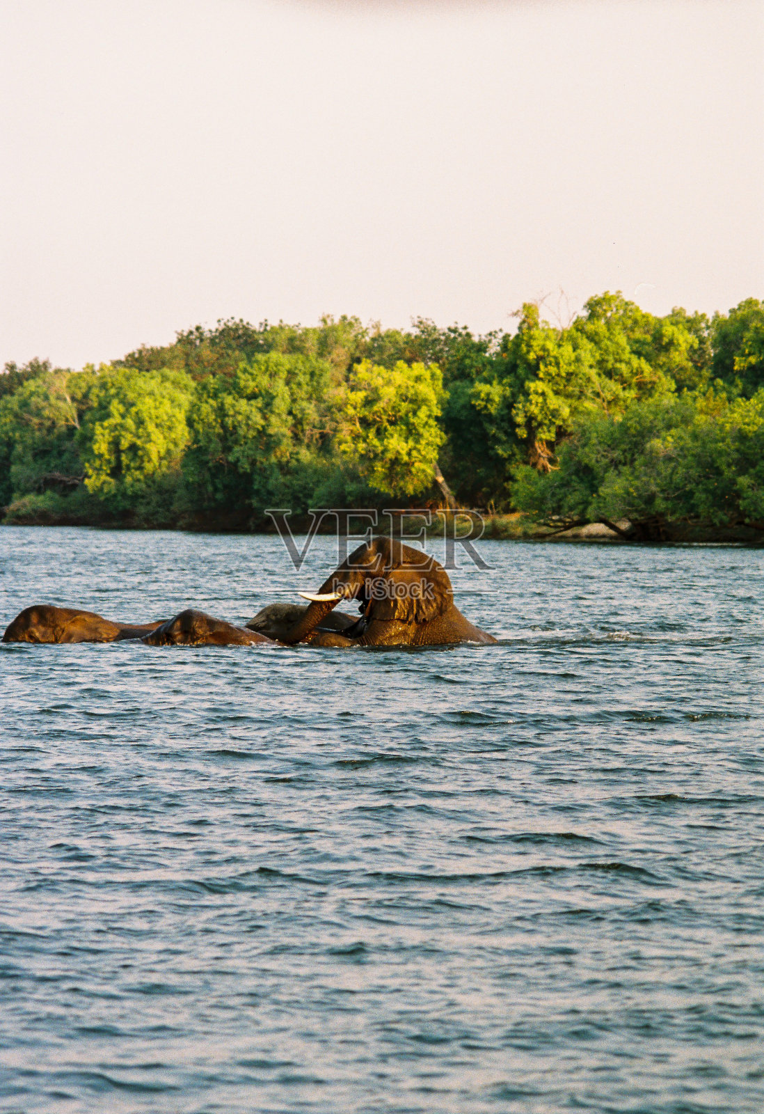 一群大象游过赞比西河照片摄影图片